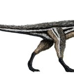 Coelophysis right view