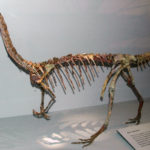 Coelophysis skeleton scaled