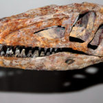 Coelophysis skull