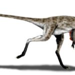 Coelurus running