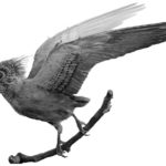 Confuciusornis fly