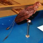 Confuciusornis long tail