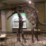 Corythosaurus skeleton scaled