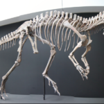 Cryolophosaurus skeleton