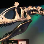 Cryolophosaurus skull