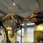 Daspletosaurus skeleton