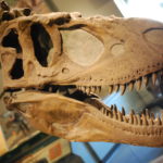 Daspletosaurus skull scaled