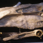 Deinocheirus Skull