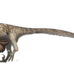 Deinonychus with feathers