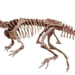 Dilophosaurus skeleton