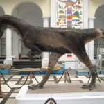 Dilophosaurus standing