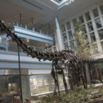 Diplodocus skeleton