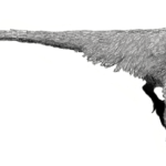 Dromaeosaurus flip wings
