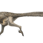 Dromaeosaurus running