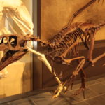 Dromaeosaurus skeleton scaled