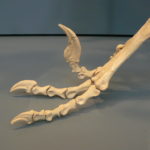 Dromaeosaurus skeleton foot