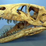 Dromaeosaurus skull