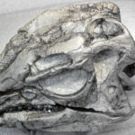 Dryosaurus head