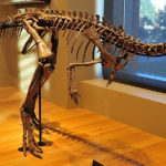 Dryosaurus skeleton