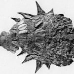 Edmontonia armour