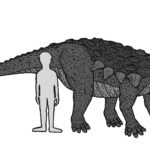 Edmontonia height scaled
