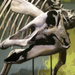 Edmontosaurus skull