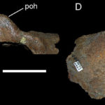 Einiosaurus postorbitals