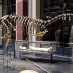 Elaphrosaurus skeleton