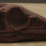 Eoraptor skull