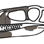 Eotyrannus skull