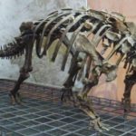 Euoplocephalus skeleton