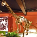 Europasaurus skeleton