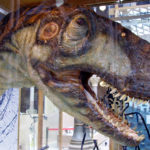 Eustreptospondylus head with sharp teeth