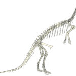 Eustreptospondylus sketch skeleton