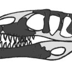 Eustreptospondylus skull
