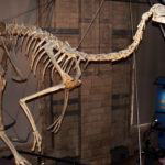 Gallimimus skeleton scaled