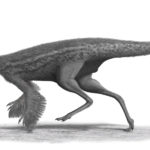 Gallimimus with feathers