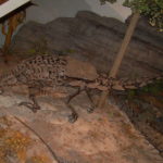 Gargoyleosaurus skeleton