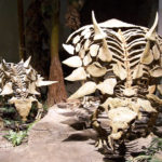 Gastonia skeleton