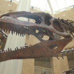 Giganotosaurus jaw skeleton
