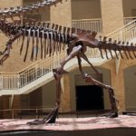 Giganotosaurus skeleton