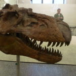Gorgosaurus skull