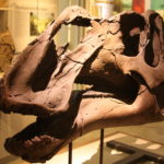 Gryposaurus skull scaled