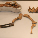 Guanlong fossils