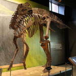 Hadrosaurus skeleton