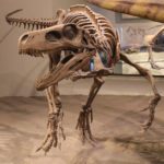 Herrerasaurus skeleton
