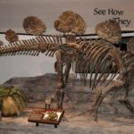 Hesperosaurus skeleton