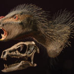 Heterodontosaurus head and skull