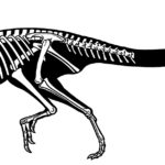 Heterodontosaurus sketch skeleton