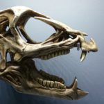Heterodontosaurus skull scaled